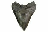 Fossil Megalodon Tooth - North Carolina #145457-1